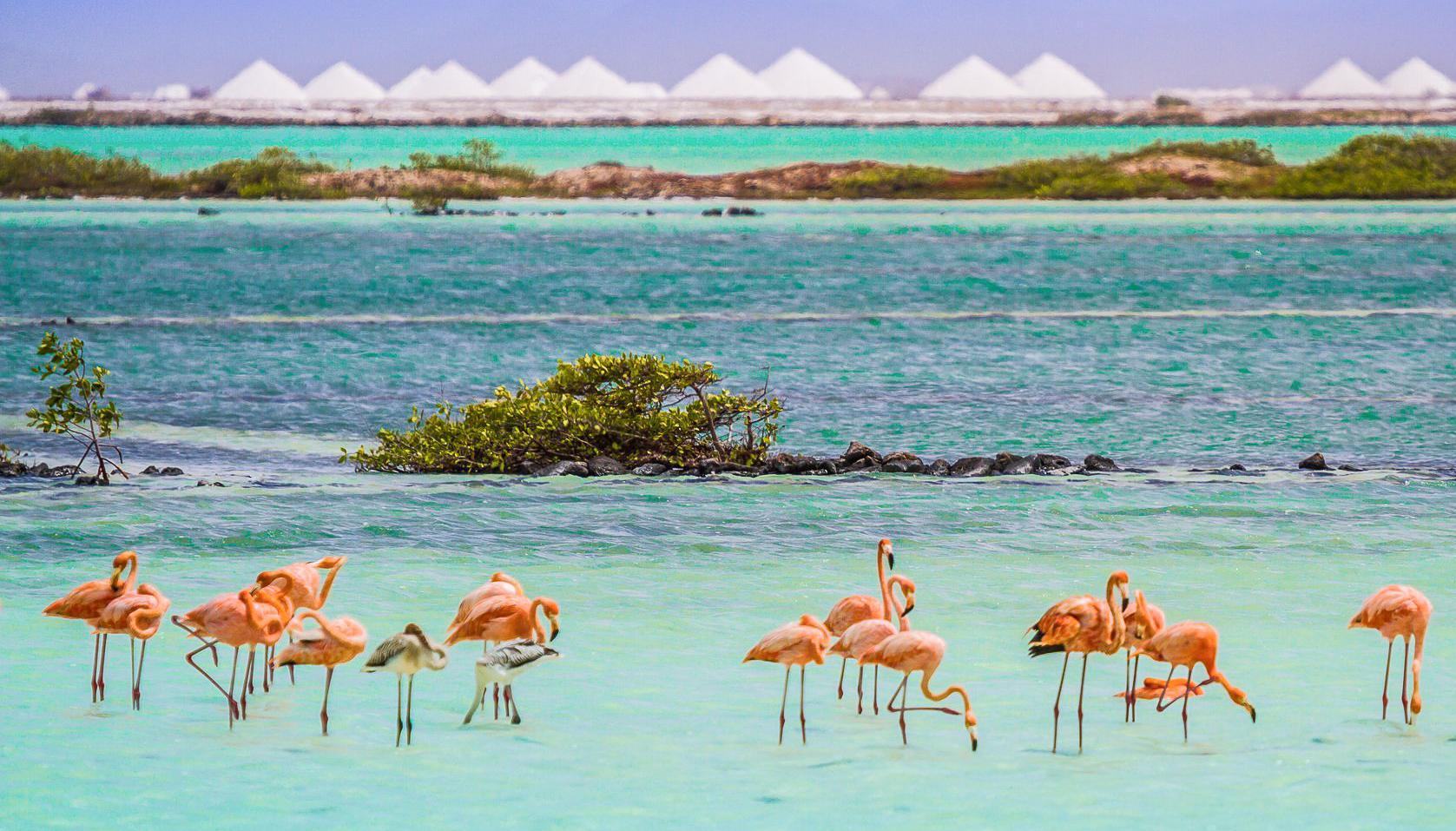 Van Der Valk Plaza Beach & Dive Resort Bonaire Kralendijk Esterno foto