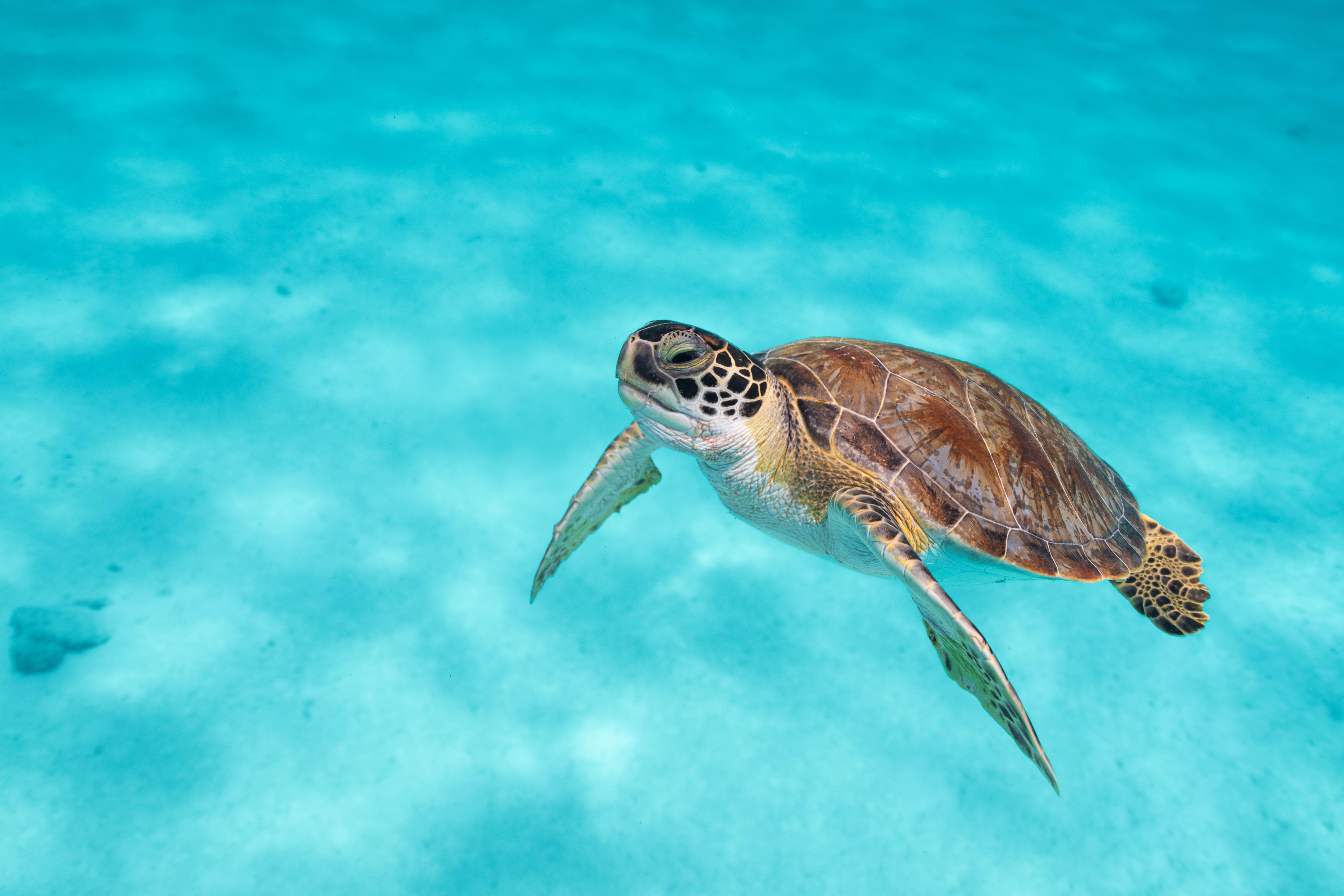 Van Der Valk Plaza Beach & Dive Resort Bonaire Kralendijk Esterno foto